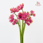 Gerbera Pasta Pink 卷邊非洲菊 - (8-10 Stems)