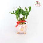 CNY Potted Plant Arrangement 2024#10