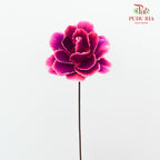 Dry Asia Peony Purple/Pink - 4 Stems