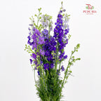 Delphinium Consolida Purple - ( Per Bundle)