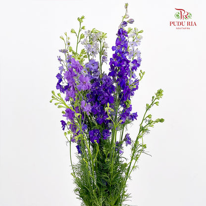 Delphinium Consolida Purple - ( Per Bundle)