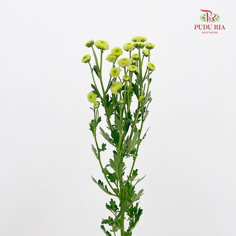 Chrysanthemum Santini / Calimero Mini Button Green