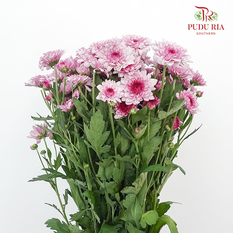 Chrysanthemum Pompom Pink (10-12 Stems) - Pudu Ria Florist Southern