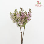 Syringa Pink 丁香花 - (2 Stems)