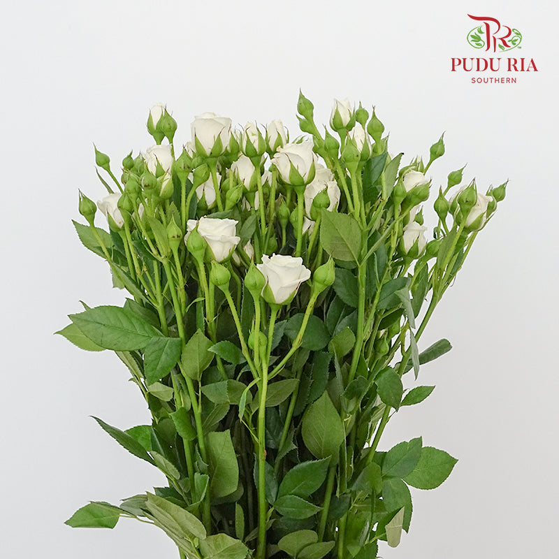 Rose Spray White (8-10 Stems) - Pudu Ria Florist Southern