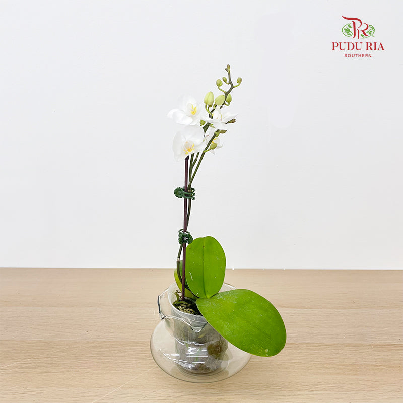 Phalaenopsis Orchid White Small - Per Stem