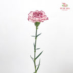 Carnation Butterfly 蝴蝶康乃馨 - (18-20 Stems)