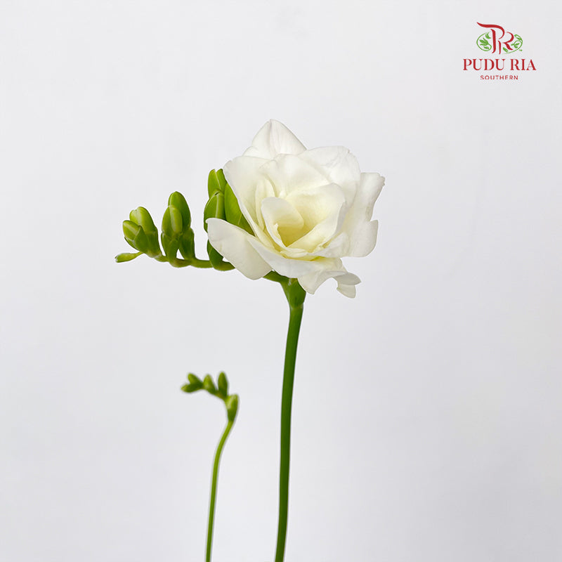 Freesia White - (5 Stems)
