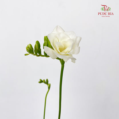 Freesia White - (5 Stems)