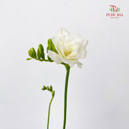 Freesia White - (5 Stems)