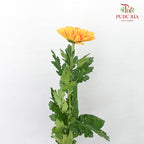 Net Mum Chrysanthemum Light Orange (10-12 Stems) - Pudu Ria Florist Southern