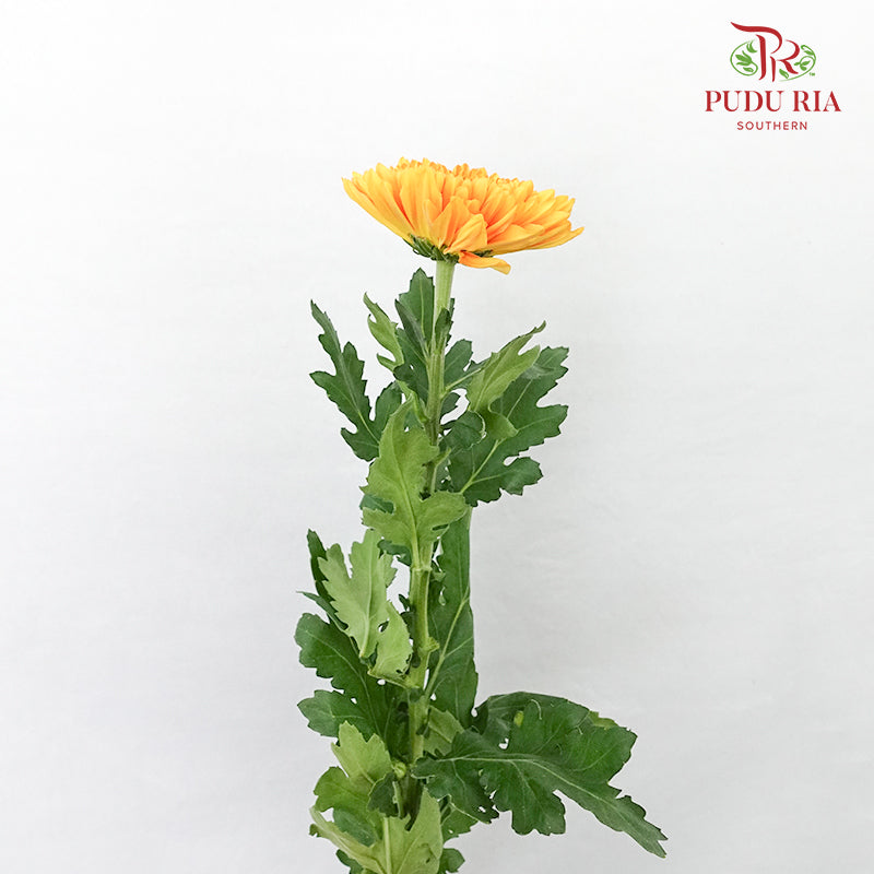 Net Mum Chrysanthemum Light Orange (10-12 Stems) - Pudu Ria Florist Southern