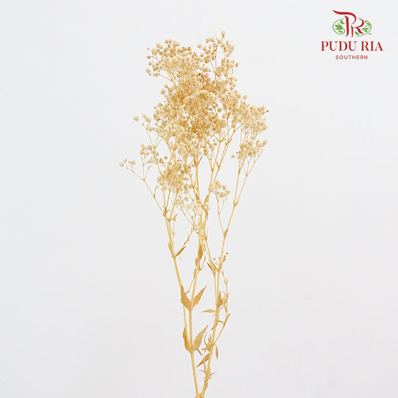 Preservative Baby Breath - Light Colour