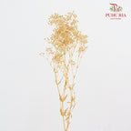 Preservative Baby Breath - Light Colour