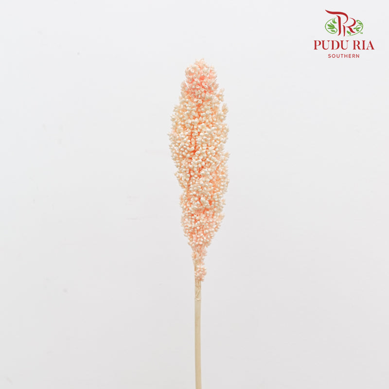 Dry Sorghum - Light Peach