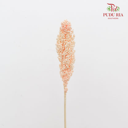 Dry Sorghum - Light Peach