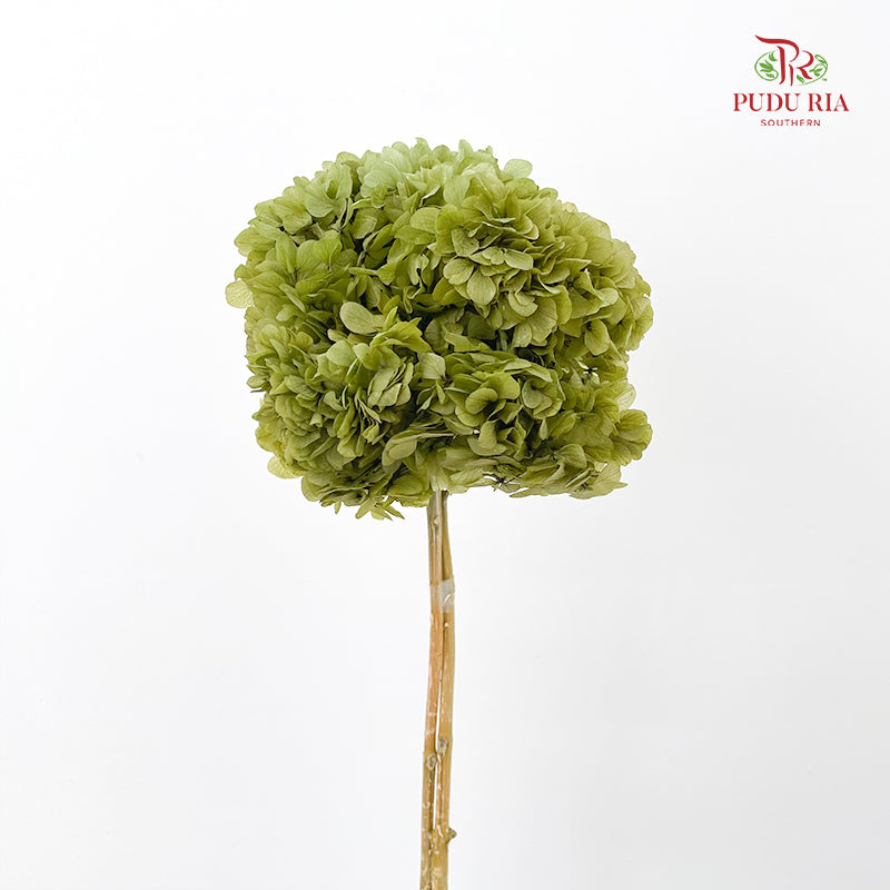 Preservative Hydrangea - Army Green / Per Stem