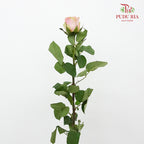 Rose Diwella (8-10 Stems) - Pudu Ria Florist Southern