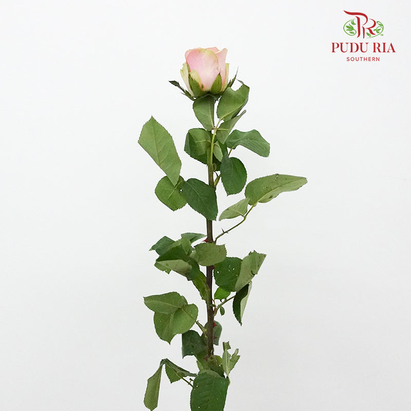 Rose Diwella (8-10 Stems) - Pudu Ria Florist Southern