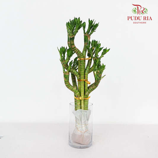 Thousand Hand Bamboo Dragon 50cm 龙头竹