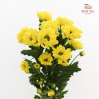 Chrysanthemum Calimero Pompom Rossi Sunny - (10-12 Stems)