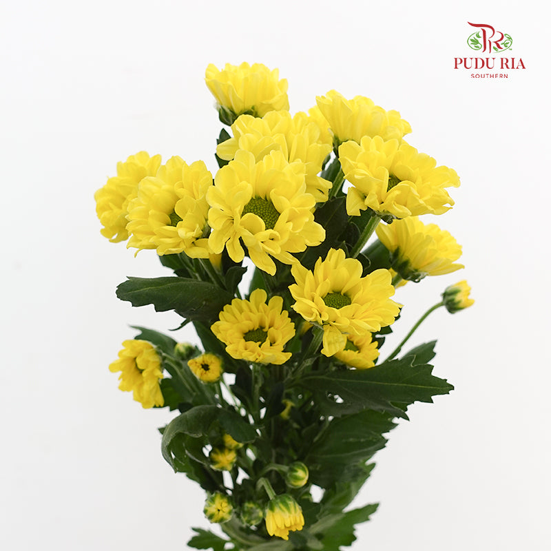 Chrysanthemum Calimero Pompom Rossi Sunny - (10-12 Stems)