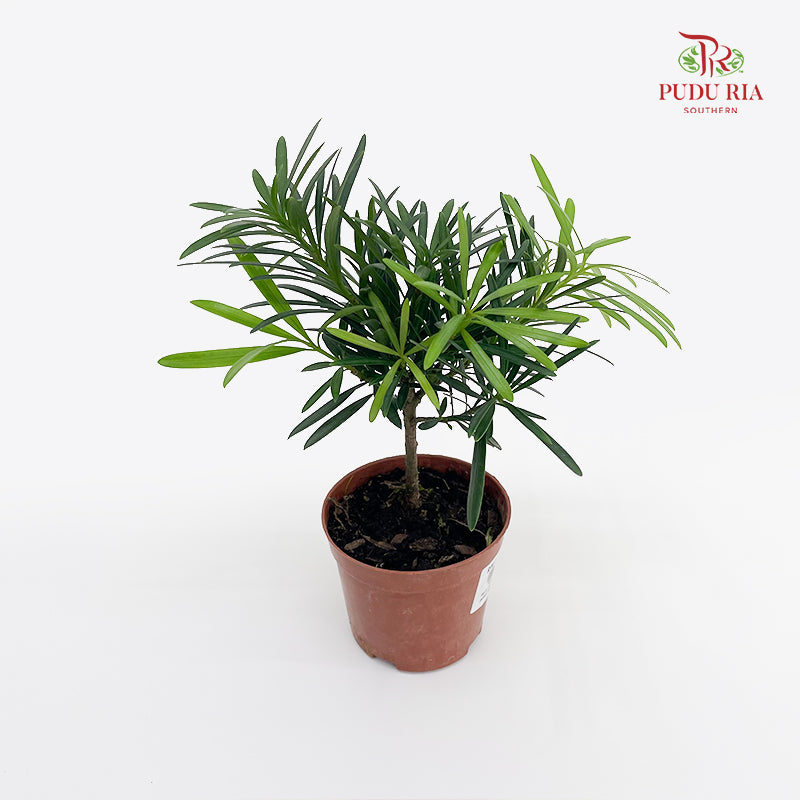 Podocarpus Japan Small