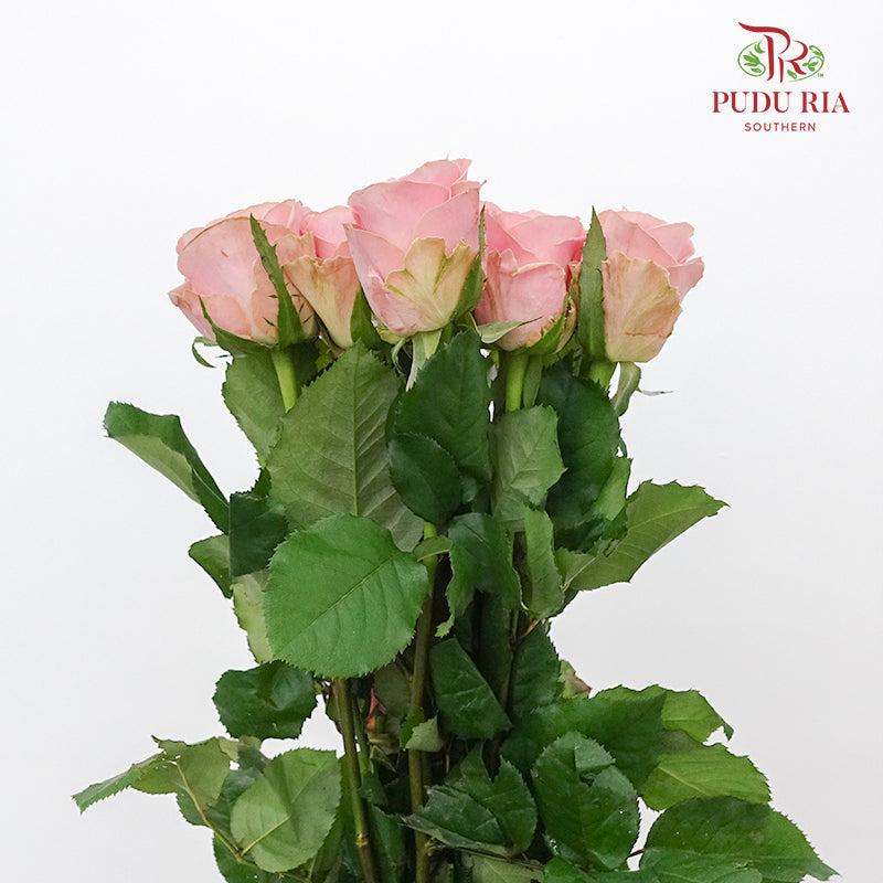 Rose Hector Mo Sha  (8-10 Stems) - Pudu Ria Florist Southern