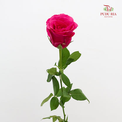 Rose Hot Pink (19-20 Stems)