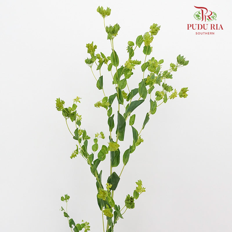 Bupleurum - Pudu Ria Florist Southern