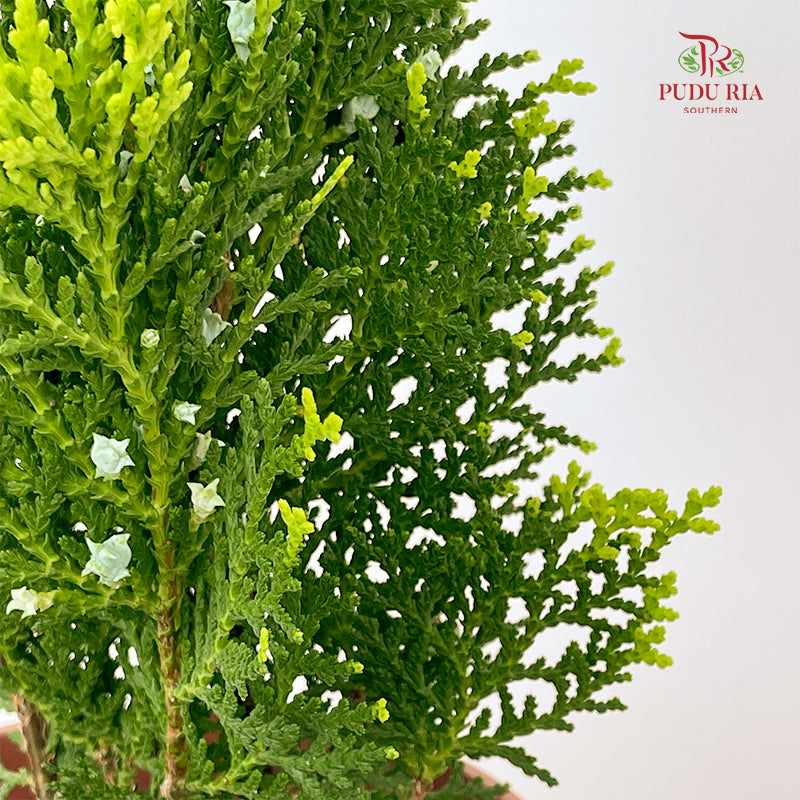 Platcladus Orientalis Thuja