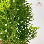 Platcladus Orientalis Thuja