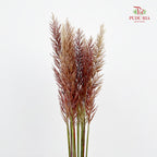 Phragmites Australis - (Per Bundle)