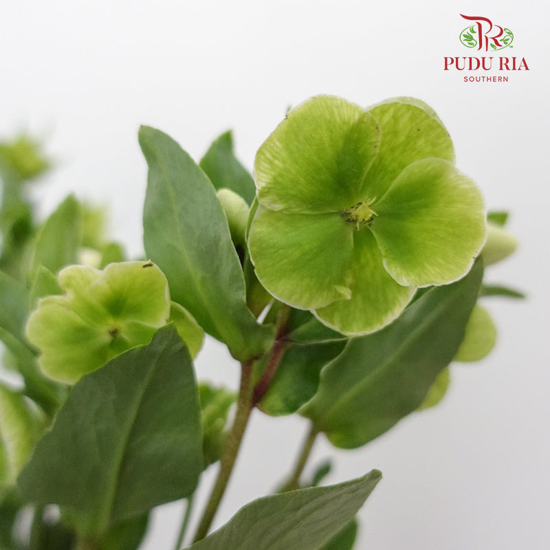 Helleborus Viridis - Pudu Ria Florist Southern