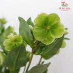 Helleborus Viridis - Pudu Ria Florist Southern