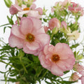 Ranunculus Butterfly Pink (8 - 10 Stems) - Pudu Ria Florist Southern