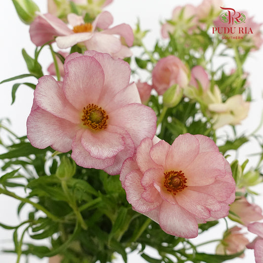 Ranunculus Butterfly Pink (8 - 10 Stems) - Pudu Ria Florist Southern