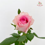 Rose Mandala - (8-10 Stems)