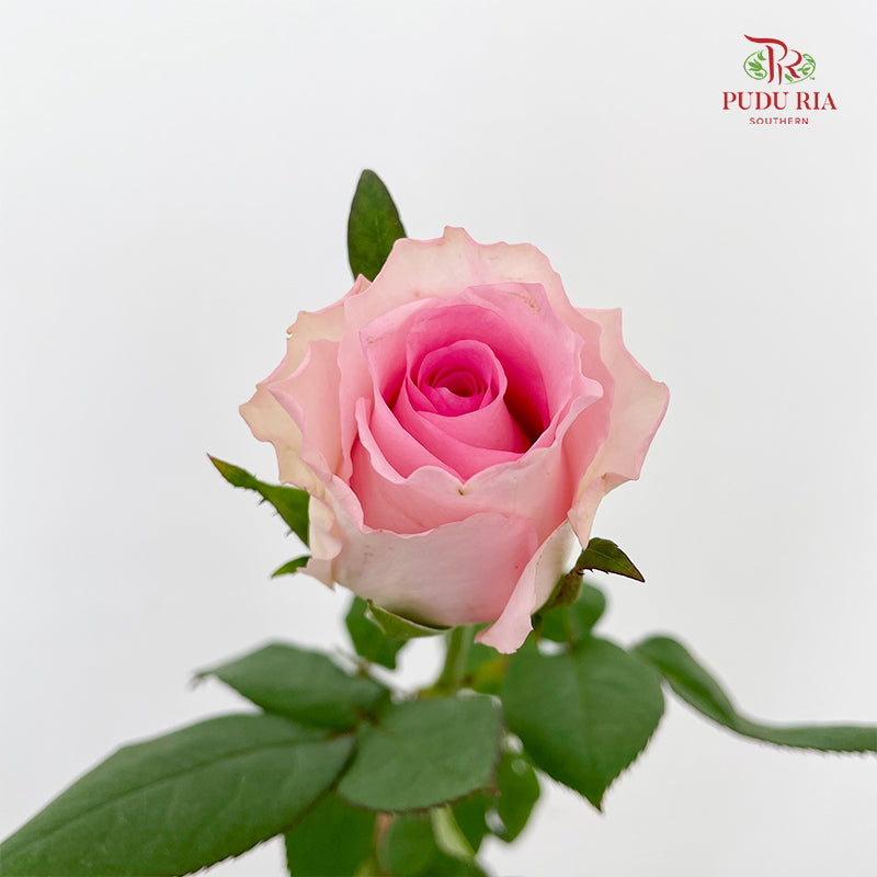 Rose Mandala - (8-10 Stems)