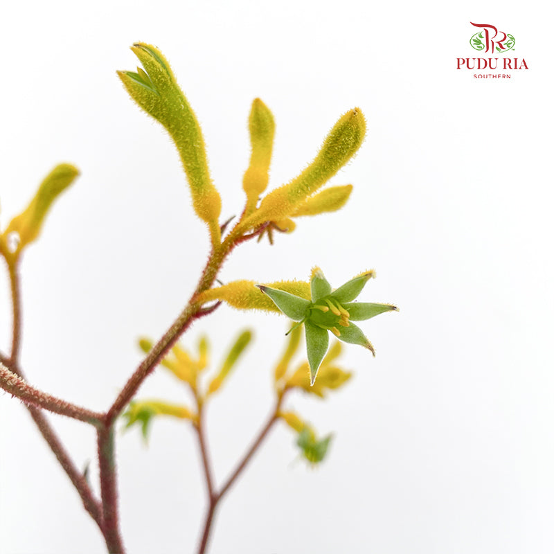 Kangaroo Paw Yellow - (Per Bundle)