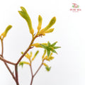 Kangaroo Paw Yellow - (Per Bundle)