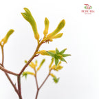 Kangaroo Paw Yellow - (Per Bundle)