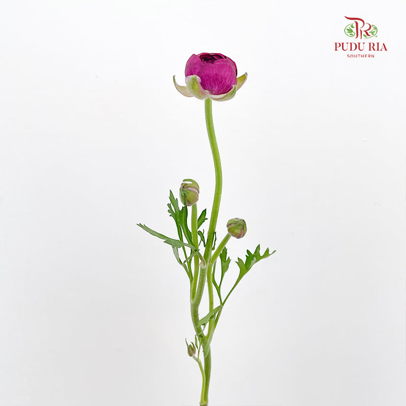 Ranunculus Dark Purple - (8 - 10 Stems)