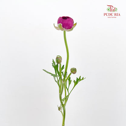 Ranunculus Dark Purple - (8 - 10 Stems)