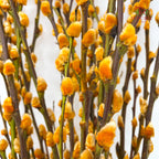 银柳分枝 Pussy Willow Spray Orange (6FT) - (12 Stems)