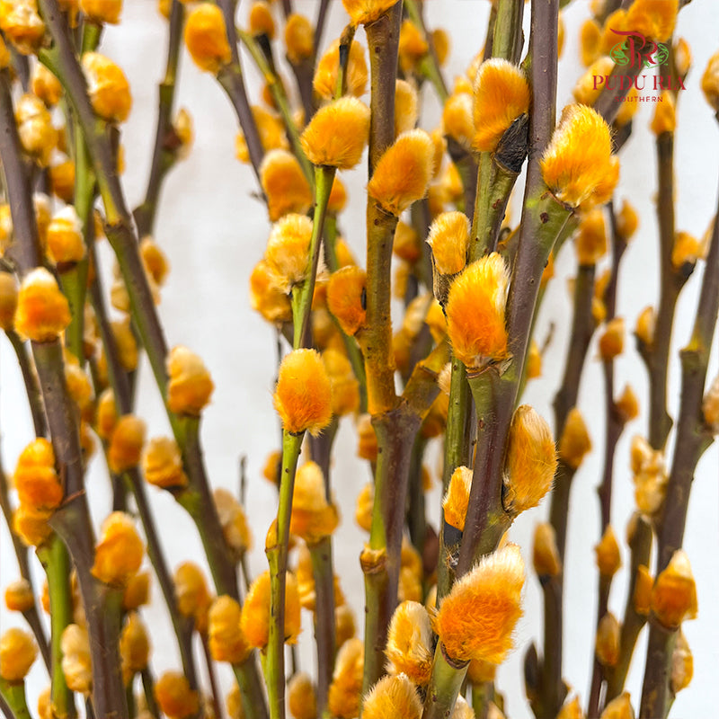 银柳分枝 Pussy Willow Spray Orange (6FT) - (12 Stems)