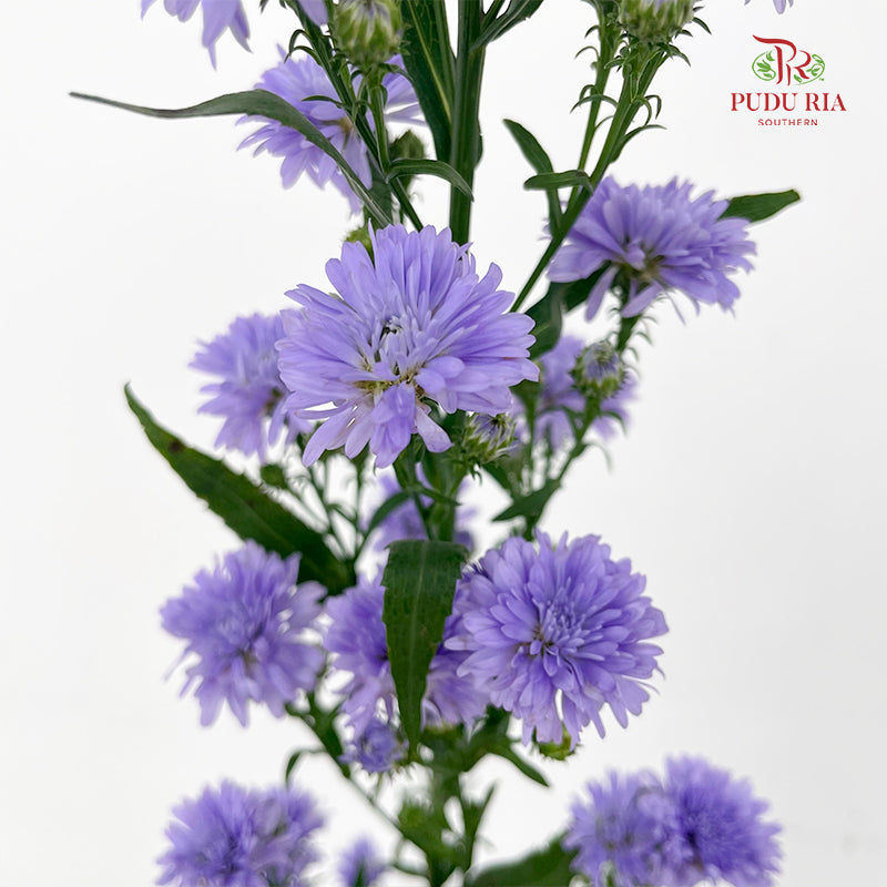 Peacock Light Purple - (Per Bundle)