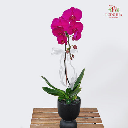 Phalaenopsis Orchid Arrangement