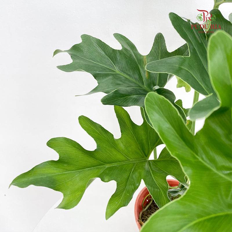 Philodendron Selloum