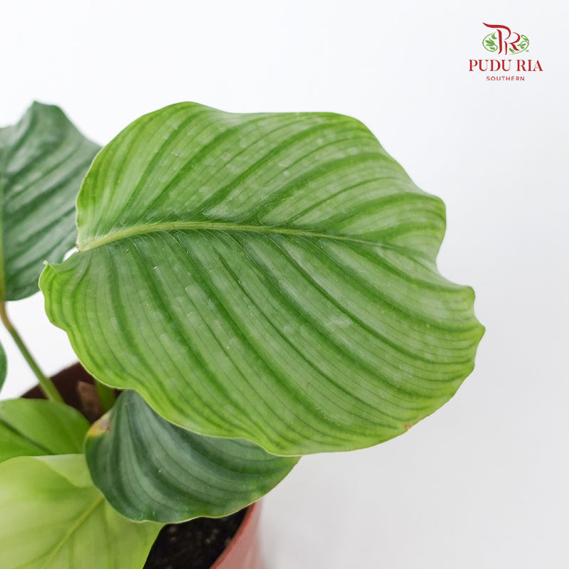 Calathea Orbifolia (Small)